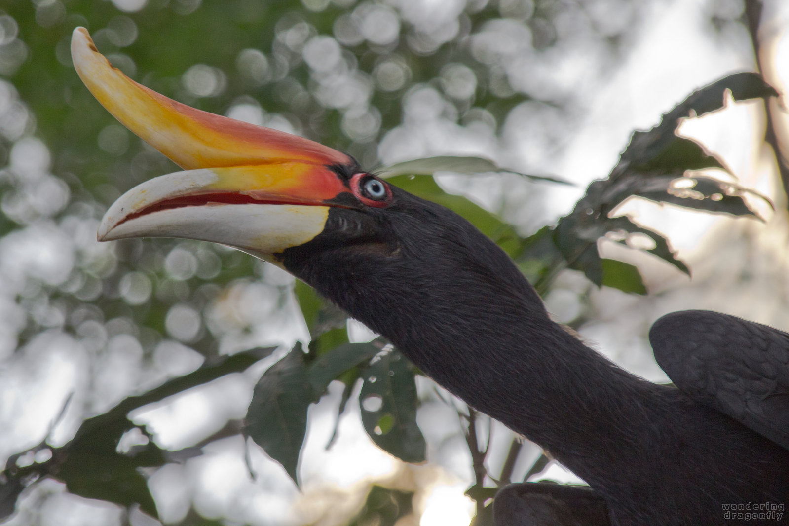 Rhinoceros Hornbill -- rhinoceros hornbill