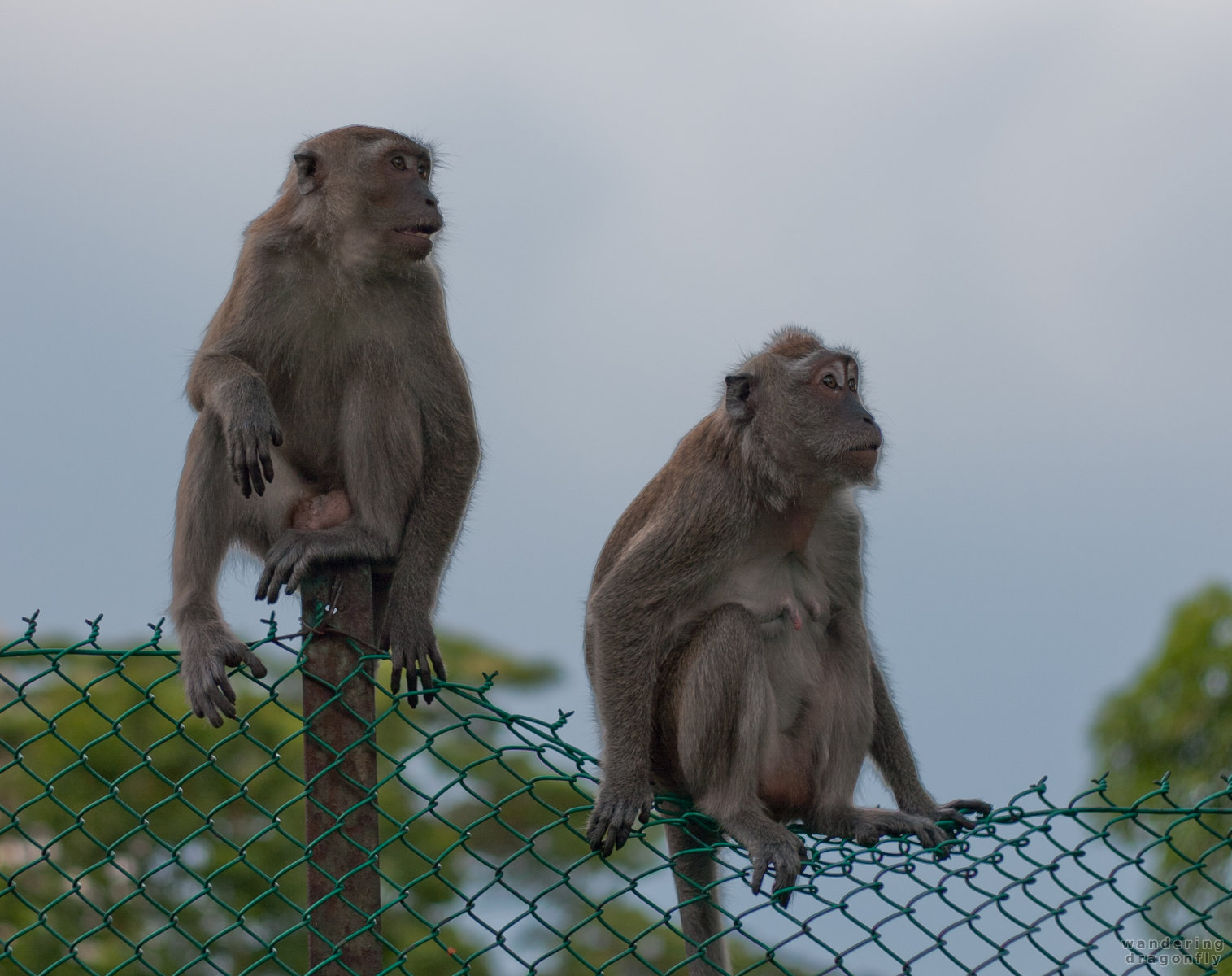 Long-tailed macaques on the fence -- fence, long-tailed macaque