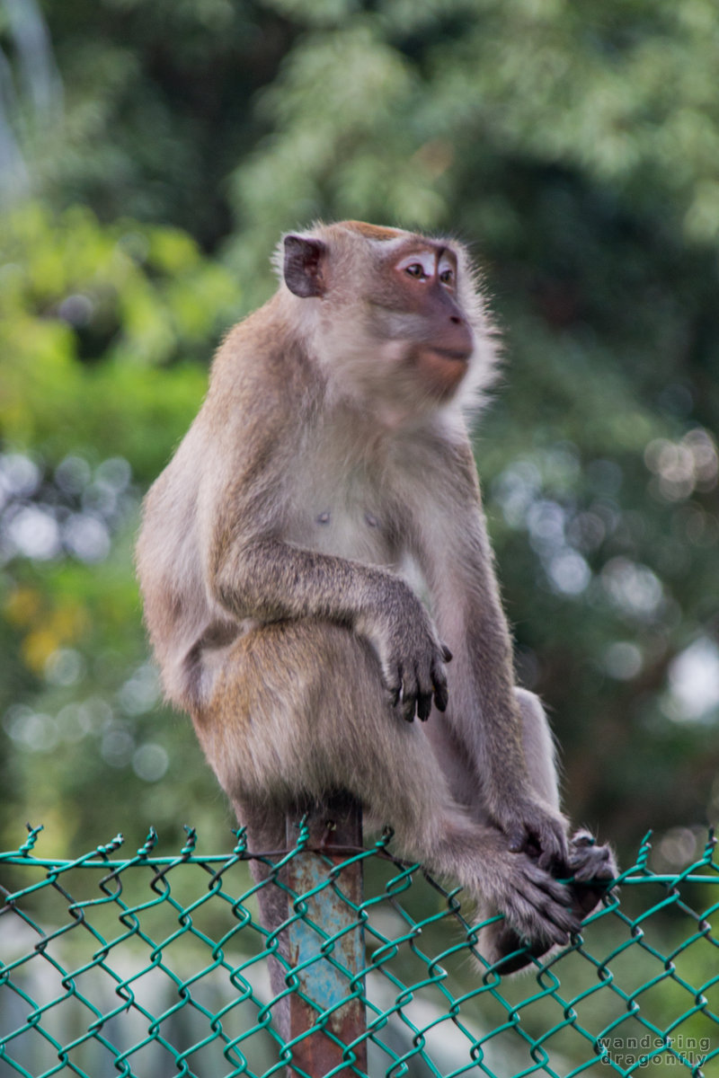 null -- fence, long-tailed macaque