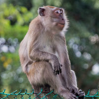 -tailed macaque on the fence
Macaca fascicularis

#hu
Hosszúfarkú makákó a kerítésen
Macaca fascicularis