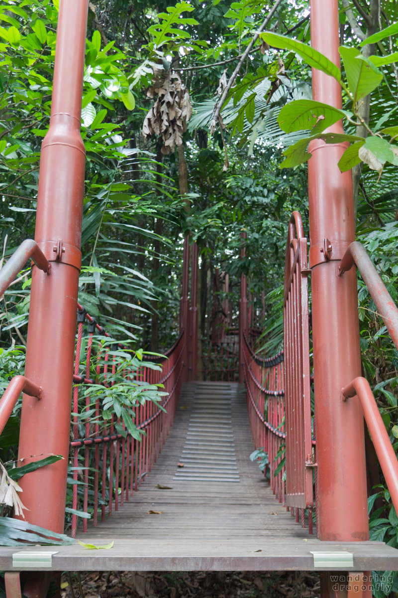 Simple suspension bridge -- park, suspension bridge