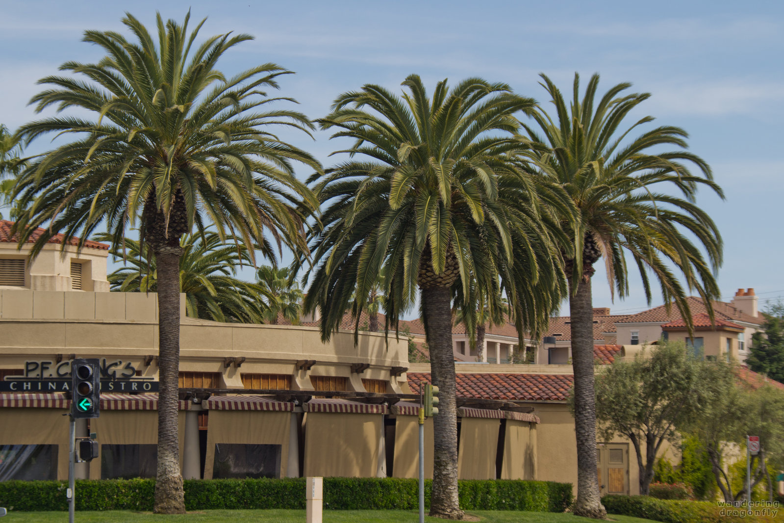 Three palm trees -- palm tree