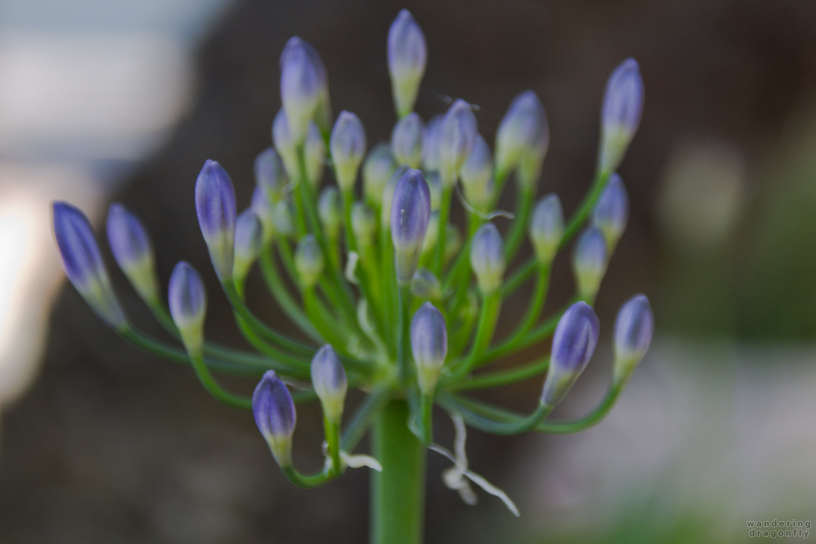 Blue flower -- blue flower