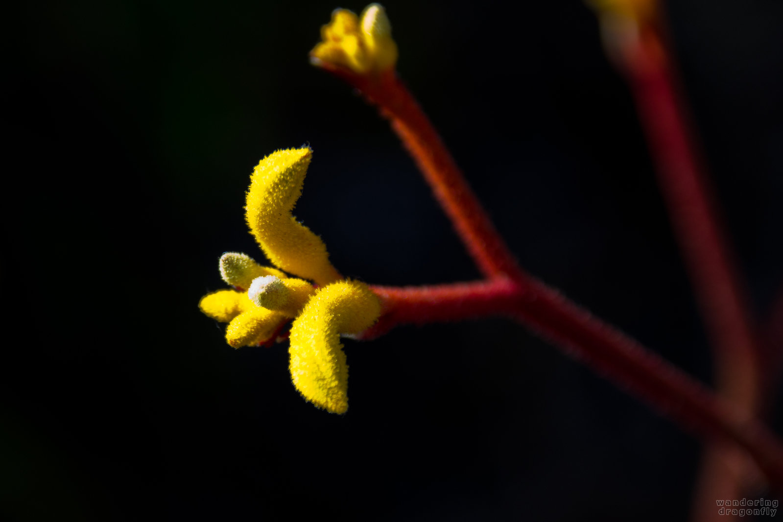 Downy  sprout -- downy, sprout, yellow