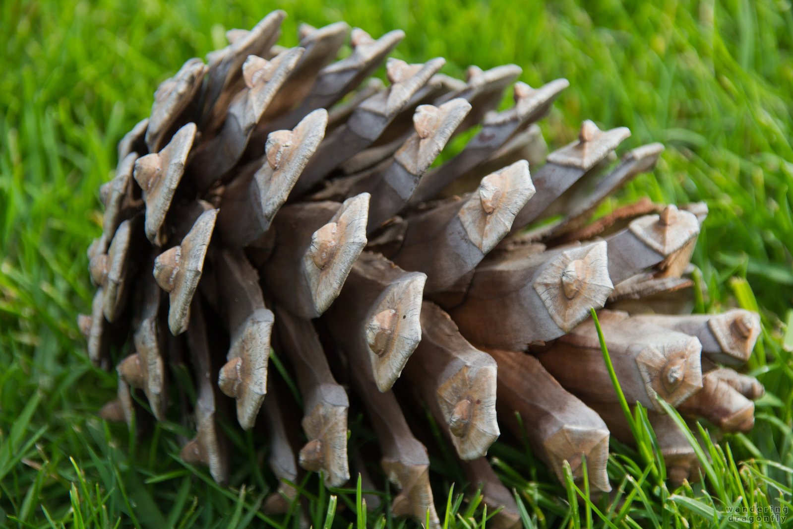 Pine cone in the grass -- grass, pine cone