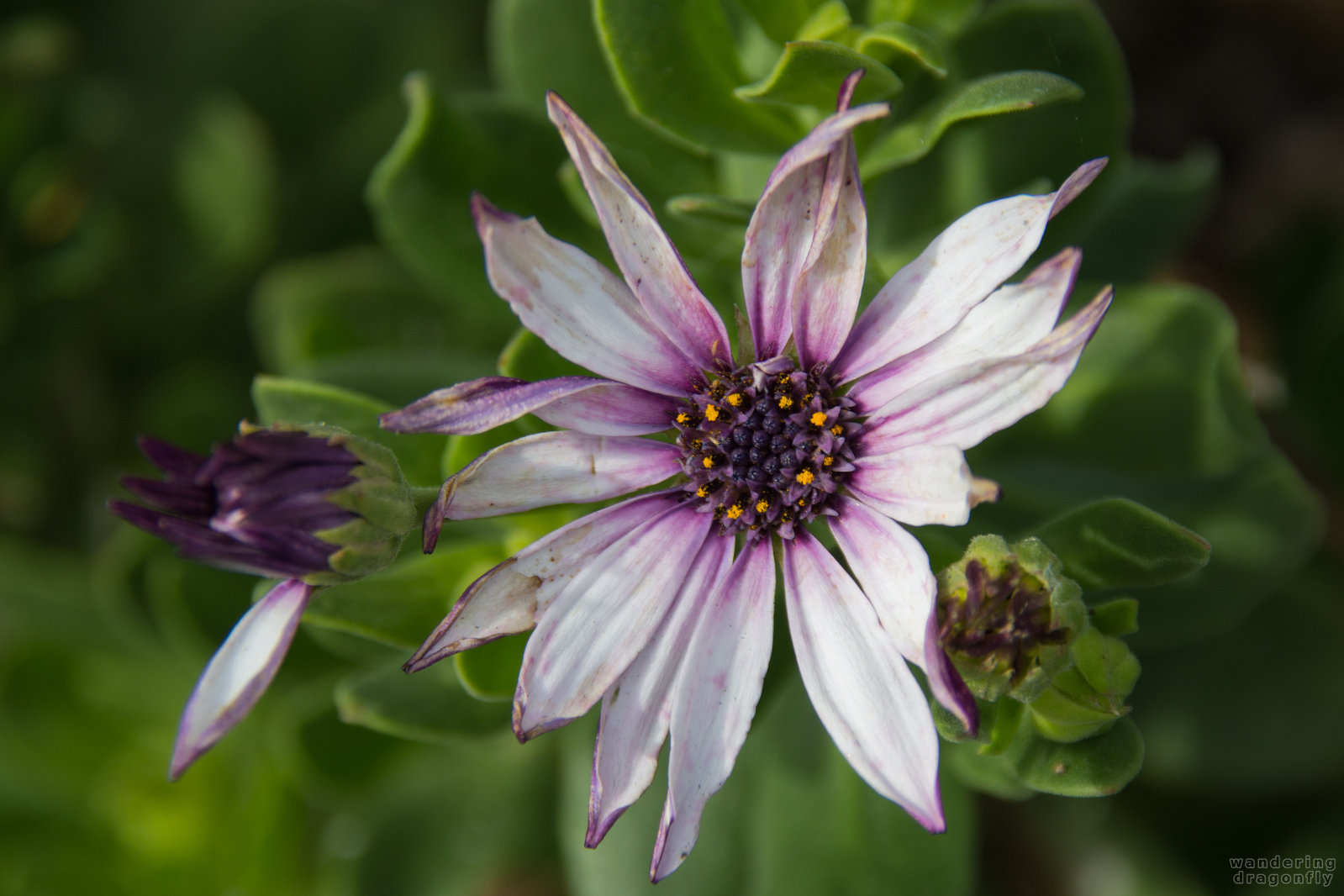 Purple flower -- purple flower