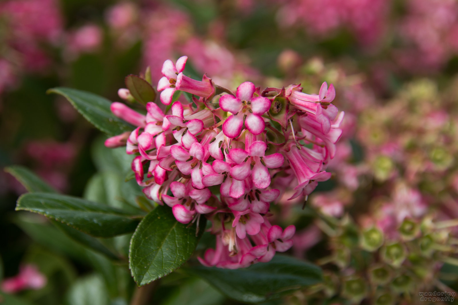 Pink flower -- leaf, pink flower