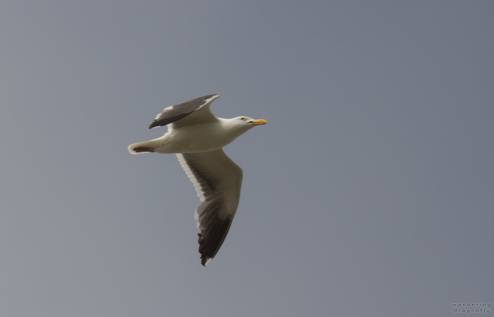Gliding gull -- flying, gliding, gull