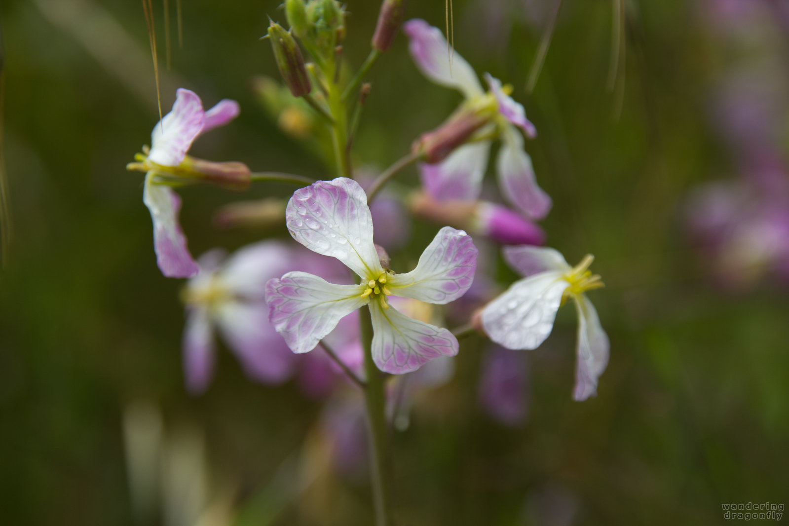 Purple-white flower -- purple flower, yellow anther