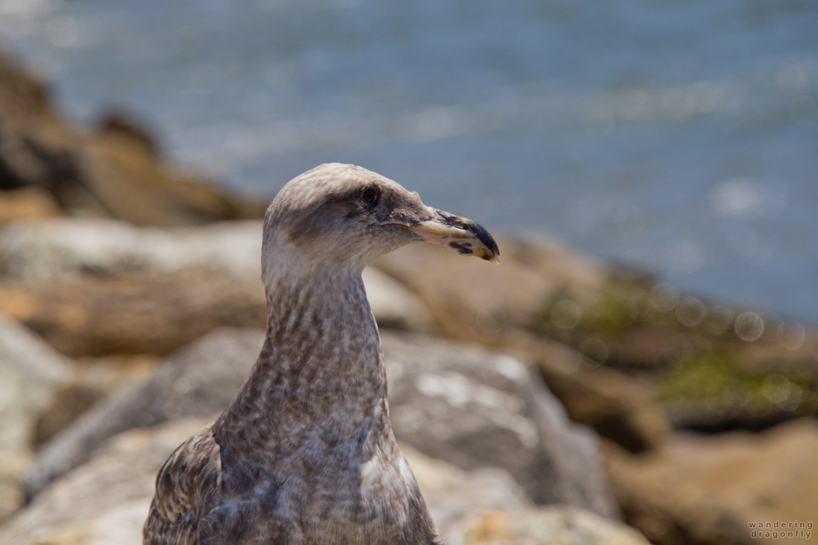Juvenile gull -- gull, juvenile