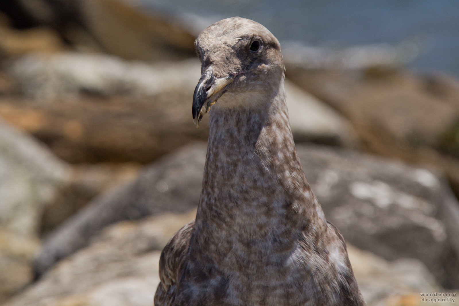 Juvenile gull's head -- gull, juvenile