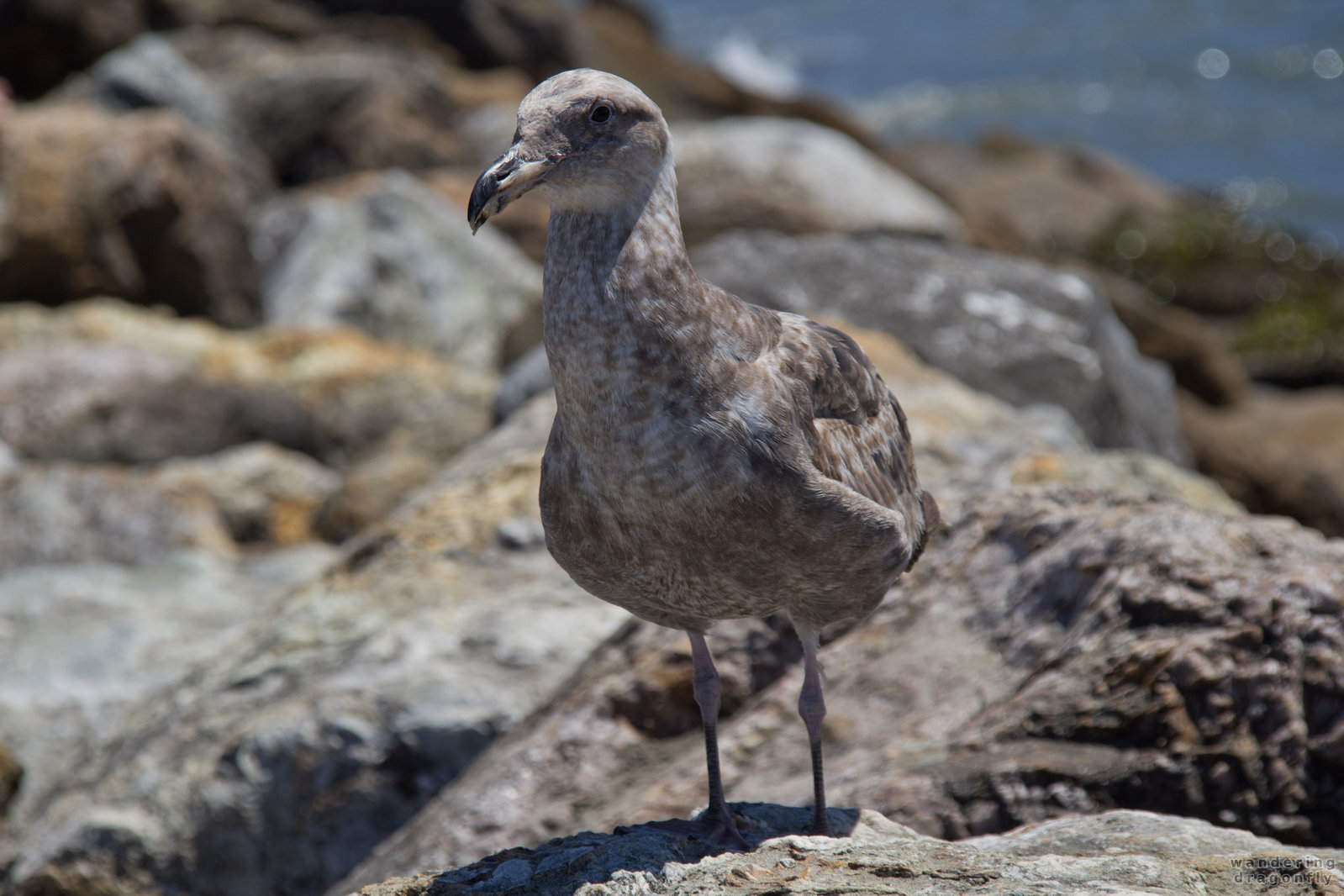 Juvenile gull -- gull, juvenile