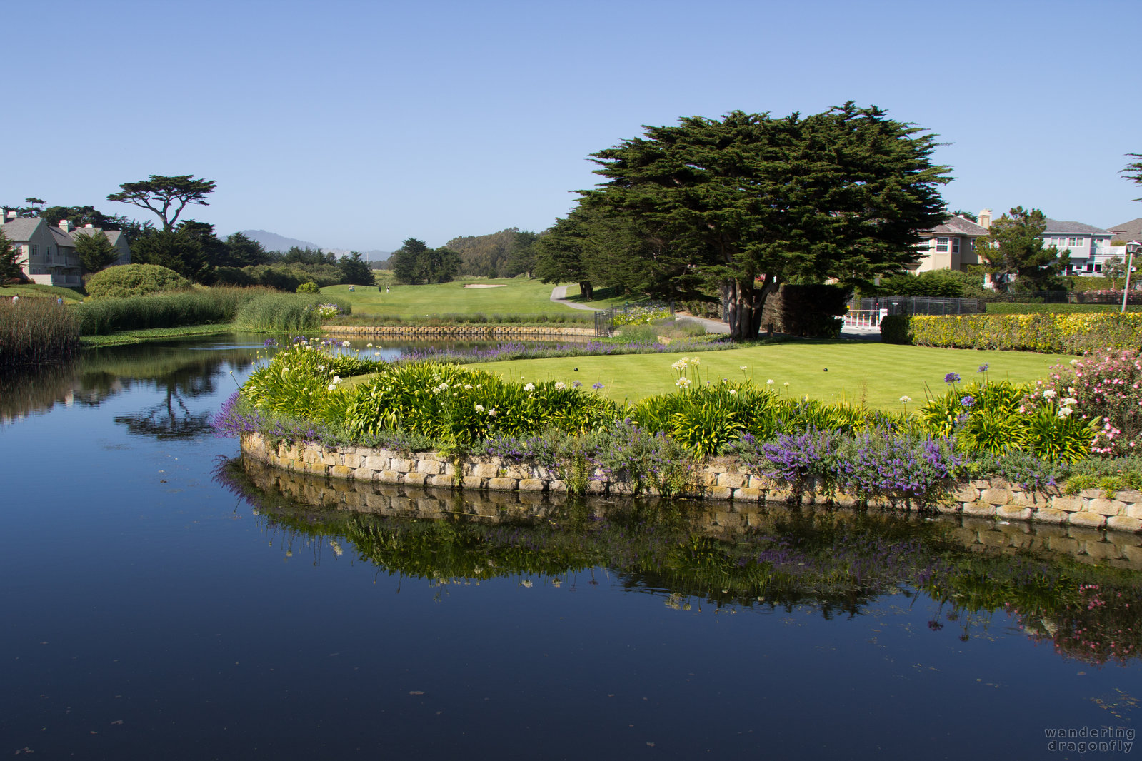 Peaceful environment on the way to the golf courses -- flower, pond, tree