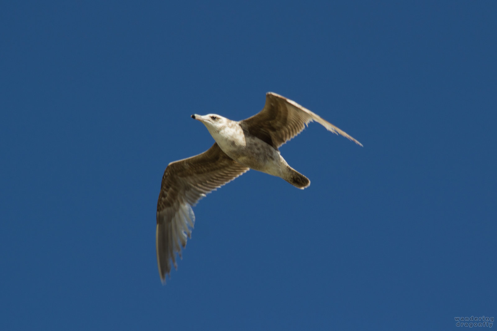 Juvenile gull gliding -- gliding, gull, juvenile