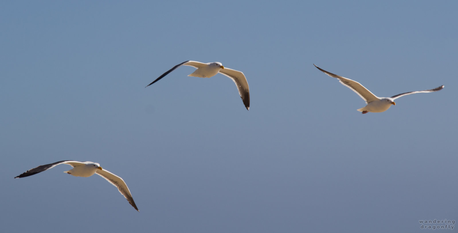 Three gulls -- gull