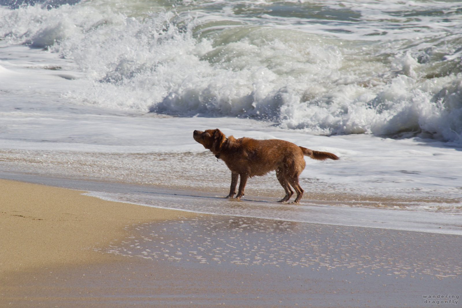Dog shaking off water -- beach, dog, ocean