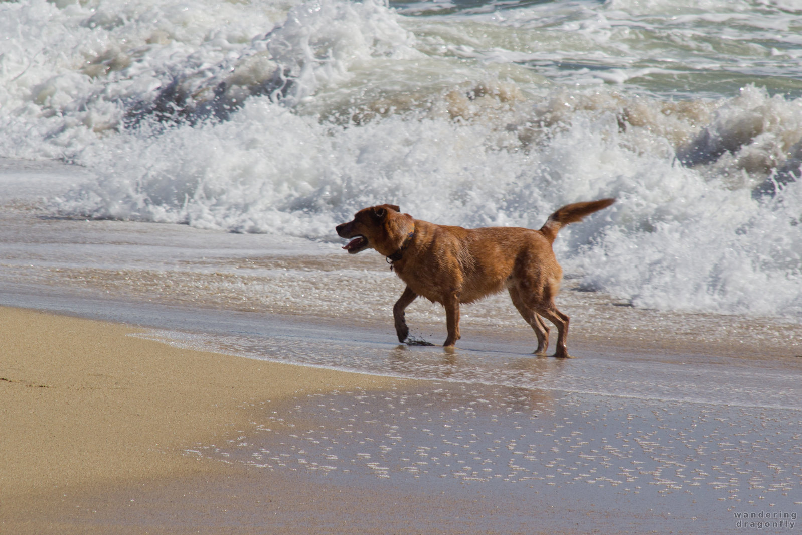 Dog playing in the water -- beach, dog, ocean, playing