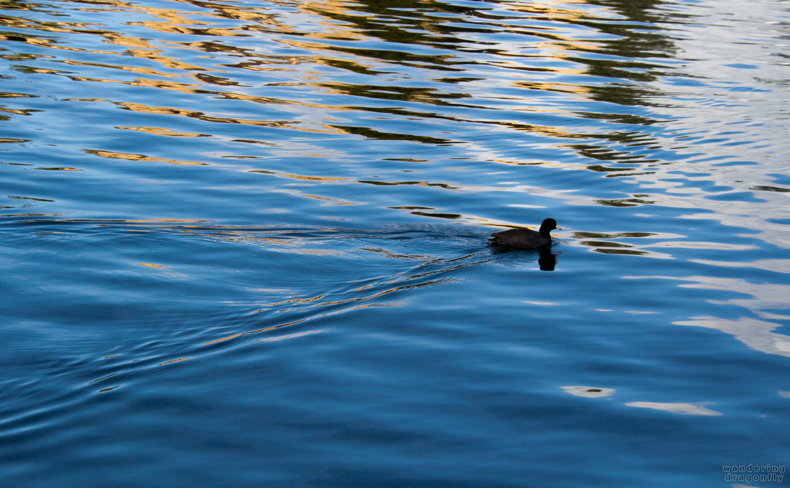 Tranquil swimming -- bird, pond, reflection