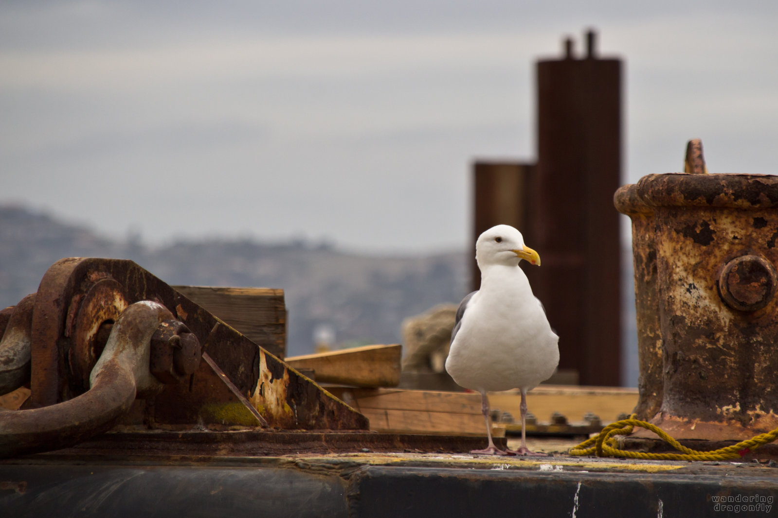 The Landlord -- gull, pier