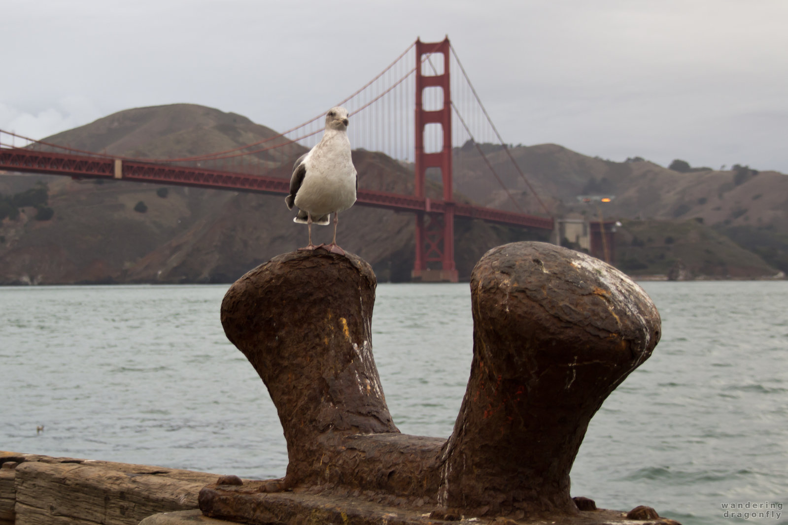 Standing on his throne -- bridge, gull, pier, water