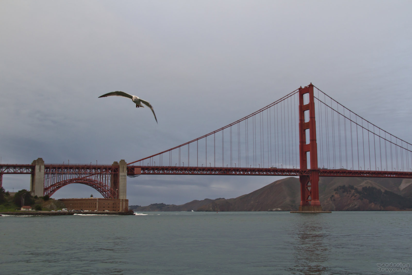 The giant gull -- bridge, gull, water