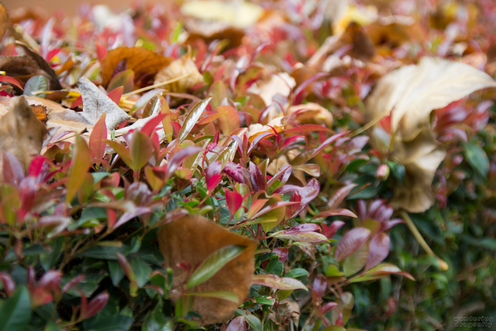 Autumn colours -- autumn, bush