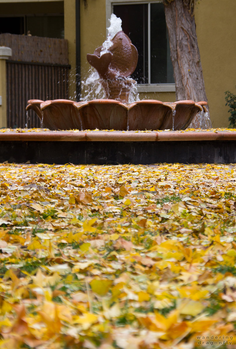 Fishy in the leaf-sea -- autumn, fish, fountain