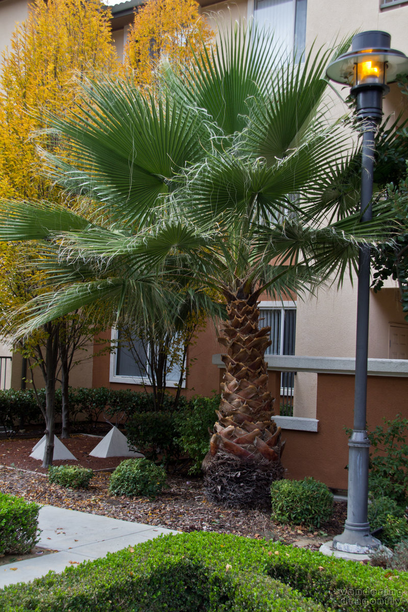 Beautiful palm tree -- autumn, lamp-post, palm tree