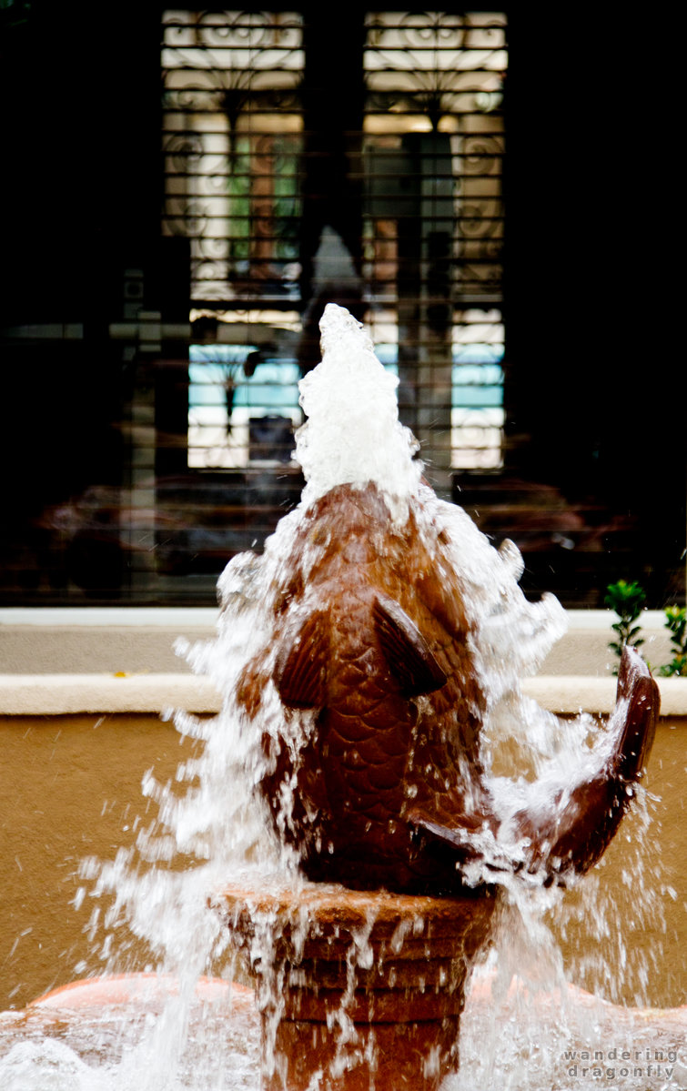 Fishy closeup -- fish, fountain