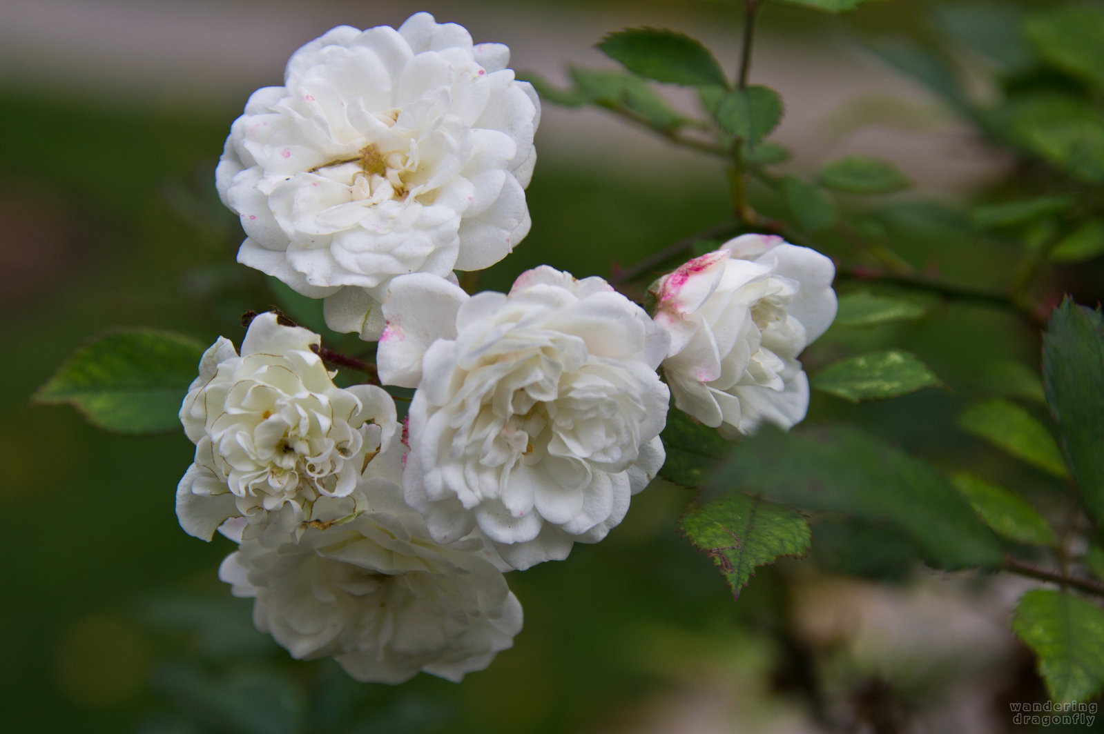 Briar in the garden -- white briar, white flower