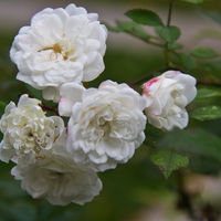 Rosa Eglanteria