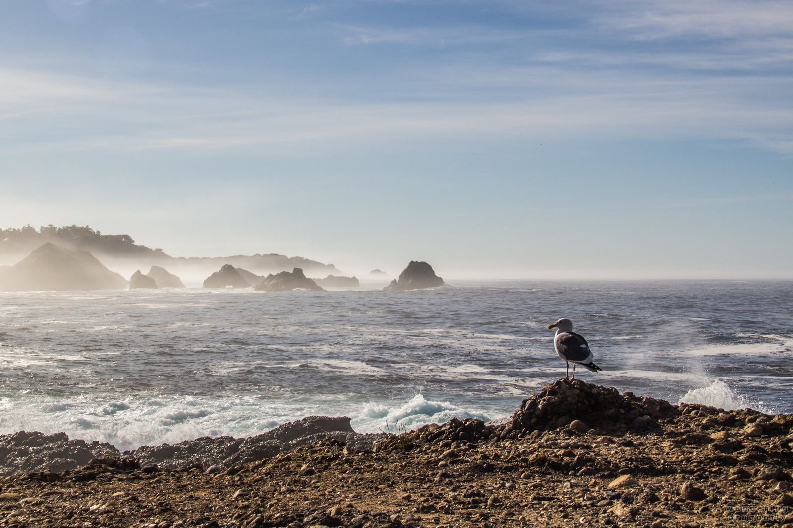 Enjoying the view -- fog, gull, ocean, shore, sky, water