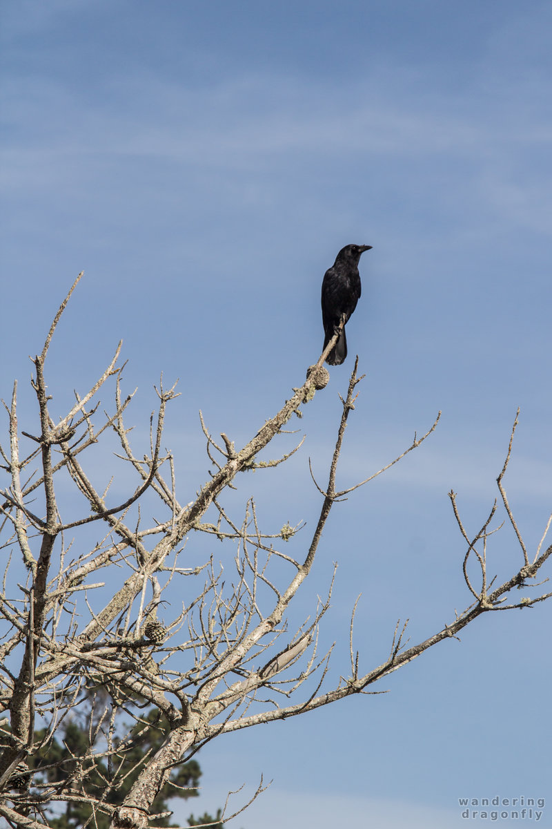 Crow on dry branch -- bird, branch, crow, sky, tree