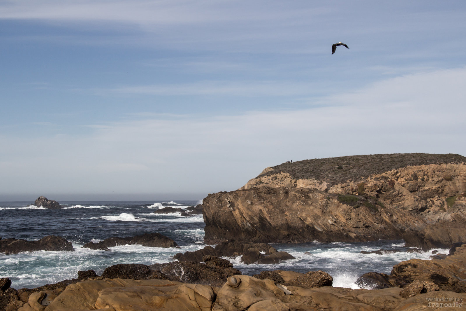 Around Piney Woods -- bird, cliff, cove, ocean, sky, water, wave