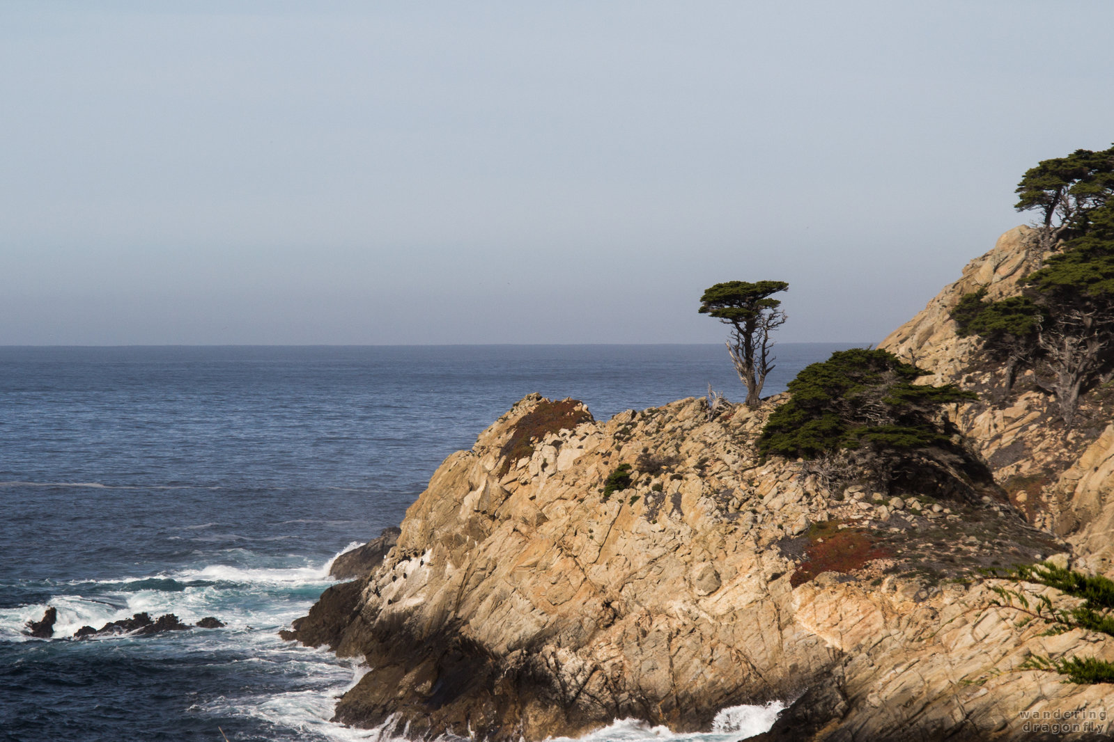 The bravest :) -- cliff, monterey cypress, ocean, tree, water