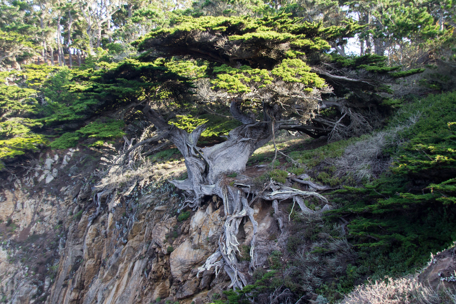 The Old Veteran Monterey Cypress Tree -- cliff, monterey cypress, tree