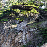 These cypresses, which formerly extended over a much wider range, withdrew to these fog-shrouded headlands as the climate changed with the close of the Pleistocene epoch 15,000 years ago. The trees mirror the forces of nature and time; they survive the salt spray and wind, with their roots seeking nourishment in cracks and crevices.