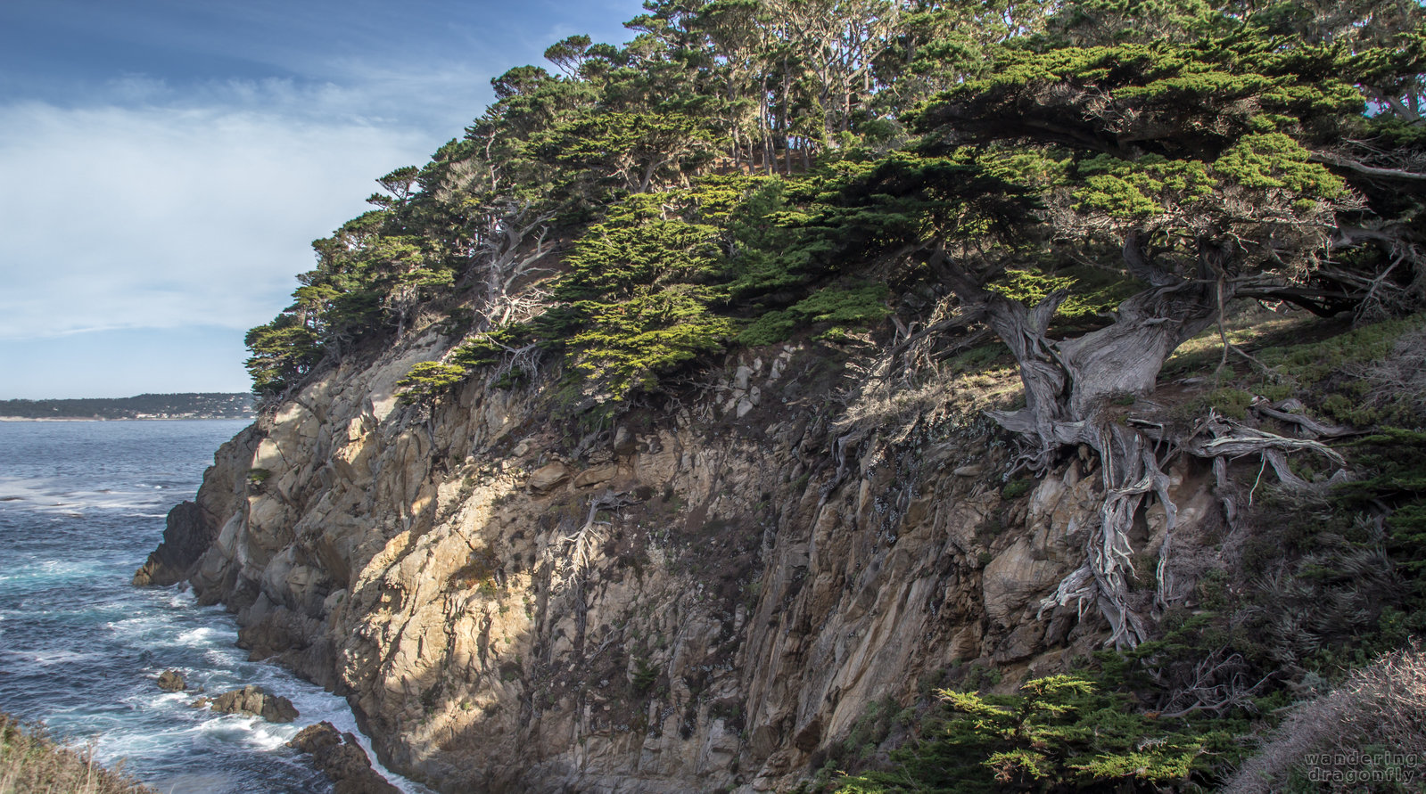 Clinging on the cliffs -- cliff, monterey cypress, ocean, tree, water