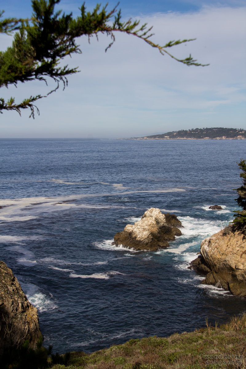 Part of Cypress Cove -- branch, cliff, ocean, rock, sky, water