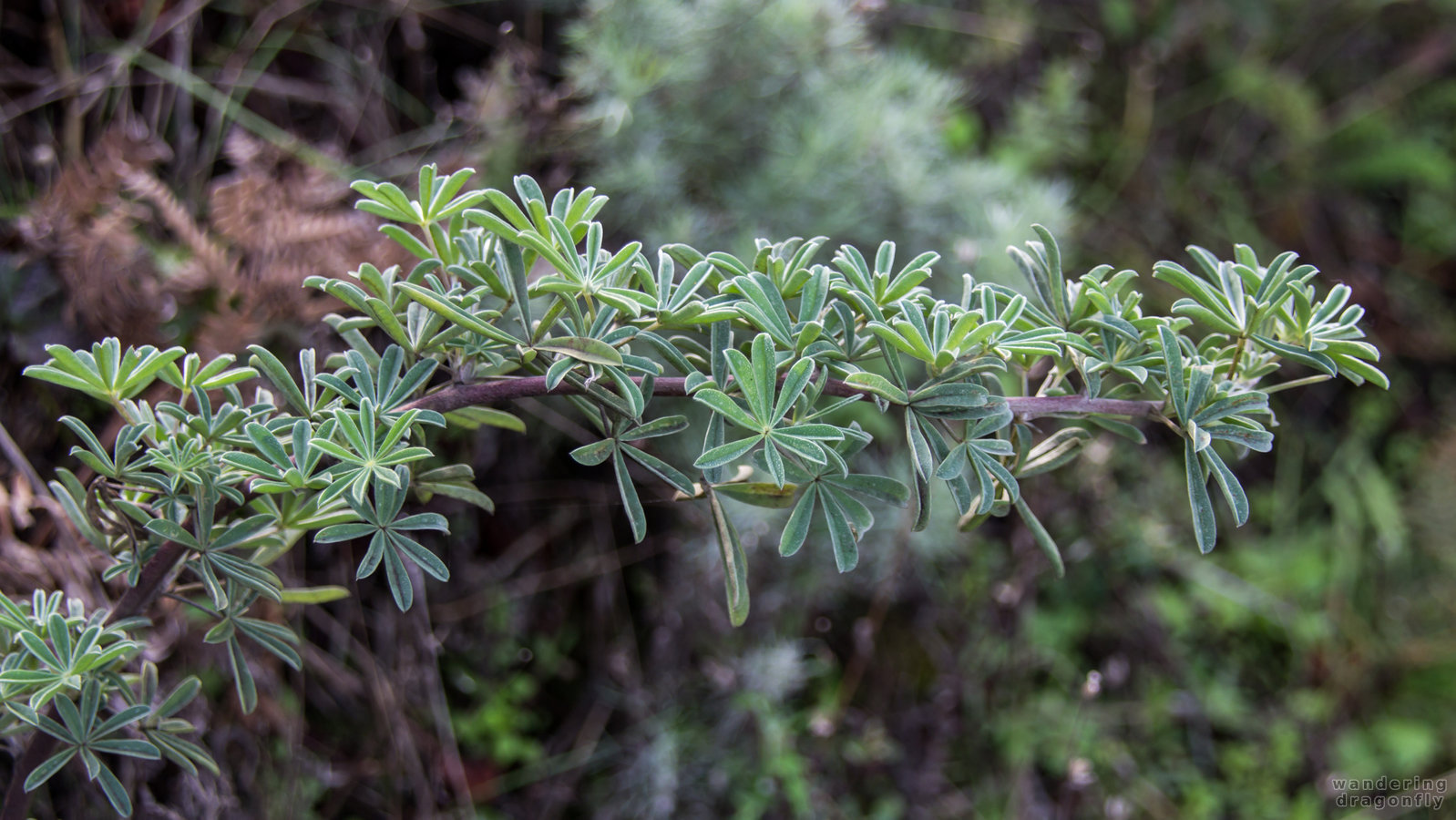 Leafy sprig -- branch, flower, green, leaf