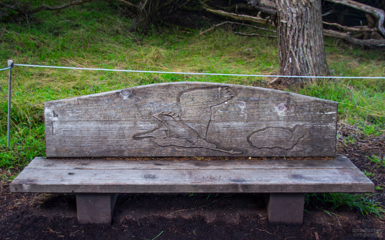 Imprisoned pelican -- bench, pelican, wood