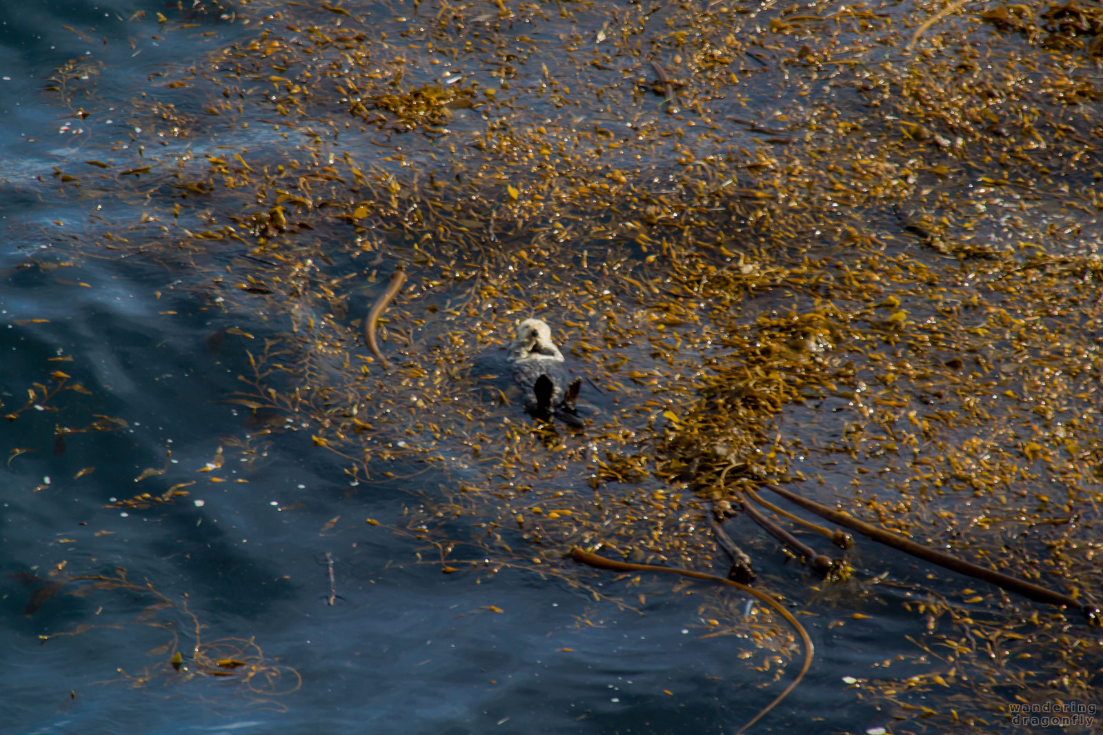 Southern Sea Otter in the floating brown seaweed -- kelp, ocean, sea otter, seaweed, water
