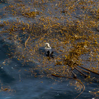 Sea otters eat and sleep in this position and seldom come ashore.