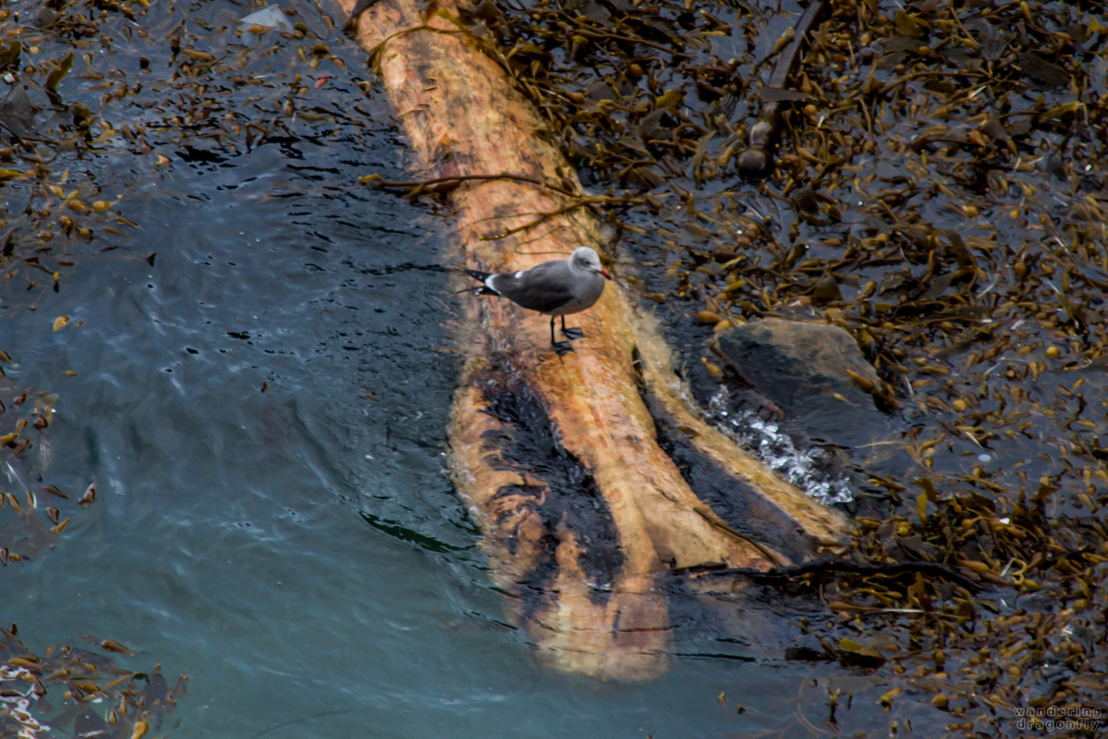 Waiting for the fishes -- gull, kelp, seaweed, tree trunk, water