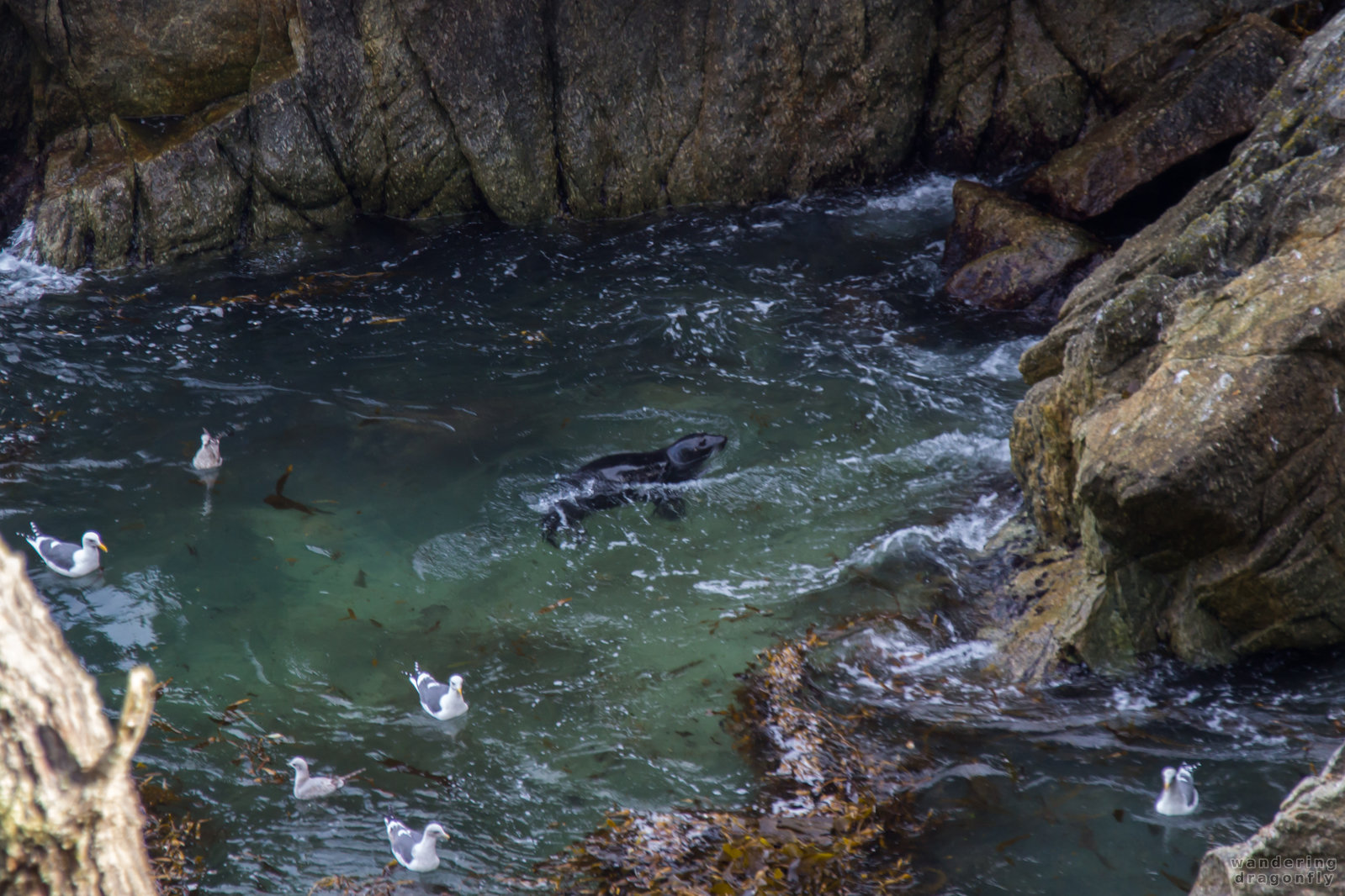 Fishing at Bluefish Cove -- gull, kelp, ocean, rock, sea lion, seaweed, water