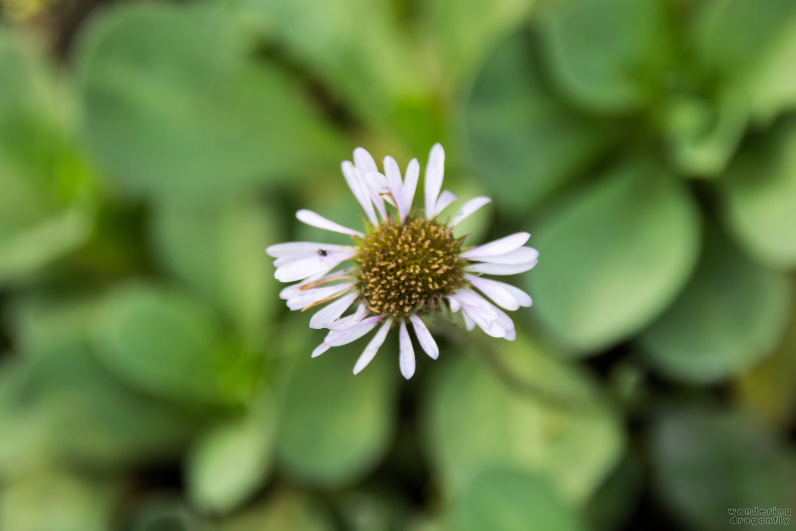 Worn-out petals -- green, petals, white flower