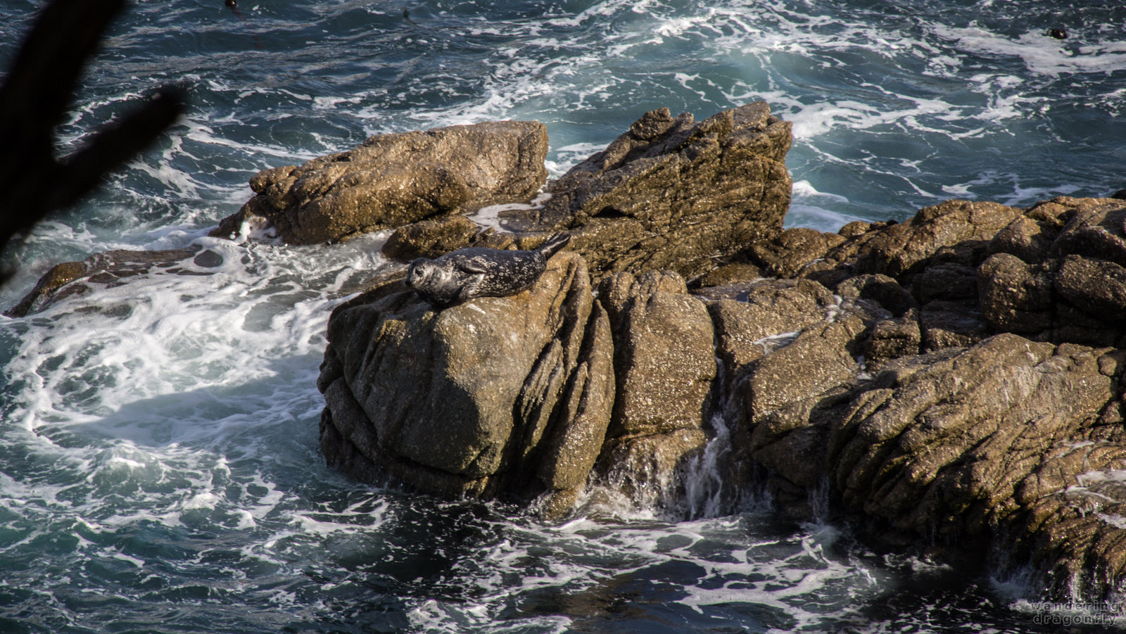 Sunbathing harbor seal -- cliff, harbor seal, ocean, rock, water