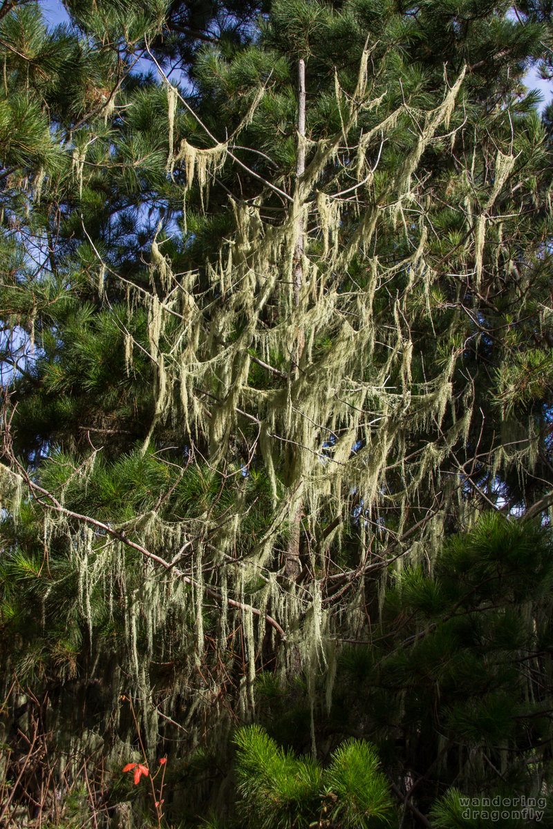 Tree pretends to be a ghost -- forest, lace lichen, tree