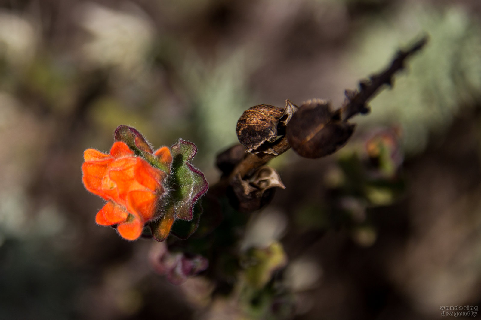 Seaside Painted Cup -- flower, orange