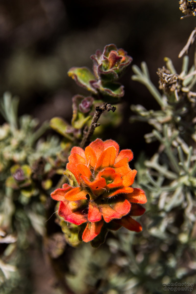 Orange colored Seaside Painted Cup -- flower, orange, sprout